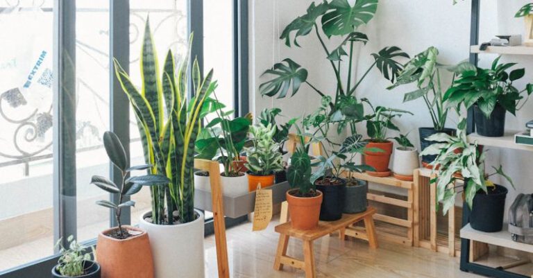Indoor Garden - Potted Green Indoor Plants